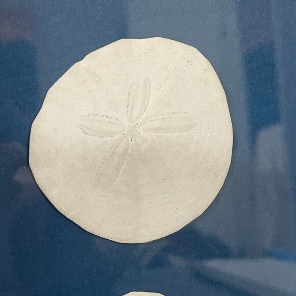 Real Sand Dollar Pictures Set of 2 - Picture 5 of 7